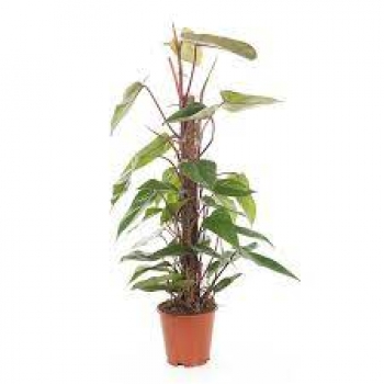 PHILODENDRON RED EMERALD POT 18 H 120
